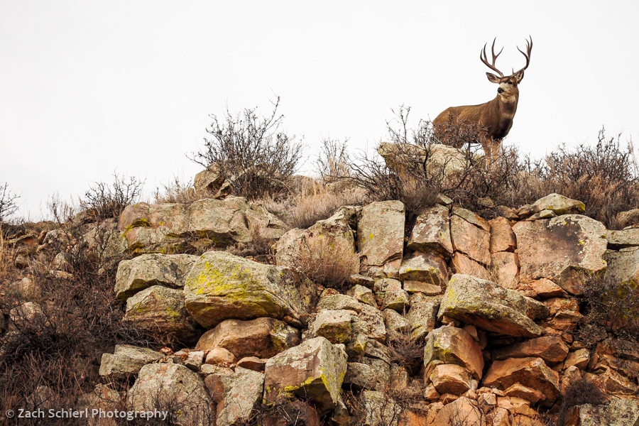 Mule deer on cliff
