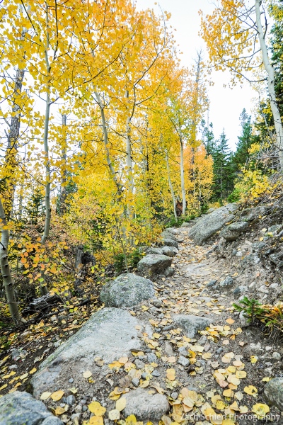 Fallen aspen leaves on a trail in Rocky Mountain National Park