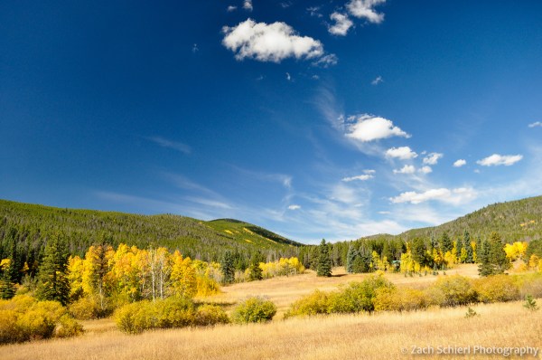 Golden Aspens near Pennock Pass, Colorado