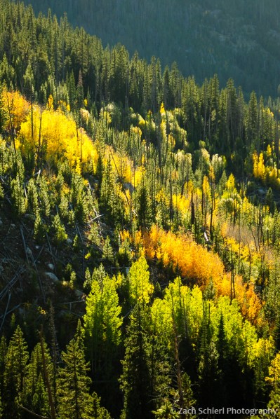 Red, yellow, and green aspens