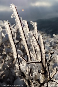 Ice on branches