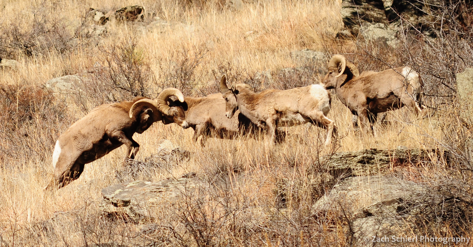 Bighorn sheep rams fighting in Big Thompson Canyon, Colorado