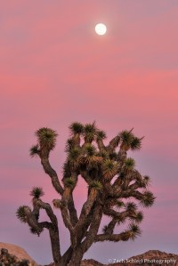 Full moon and joshua tree