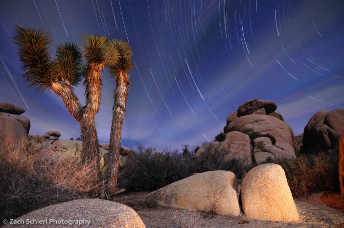Joshua Tree and Star Trails