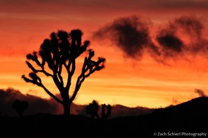 Joshua tree sillhouette at sunset