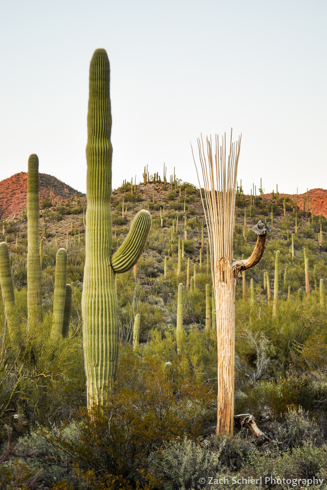 Saguaro cactus with ribs showing