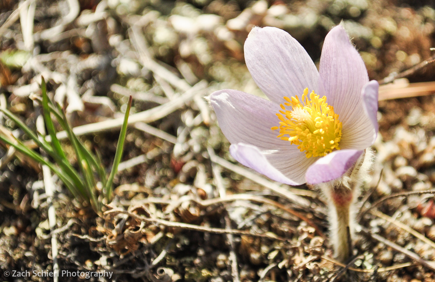 Early blooming pasqueflower in Rocky Mountain National Park, Colorado