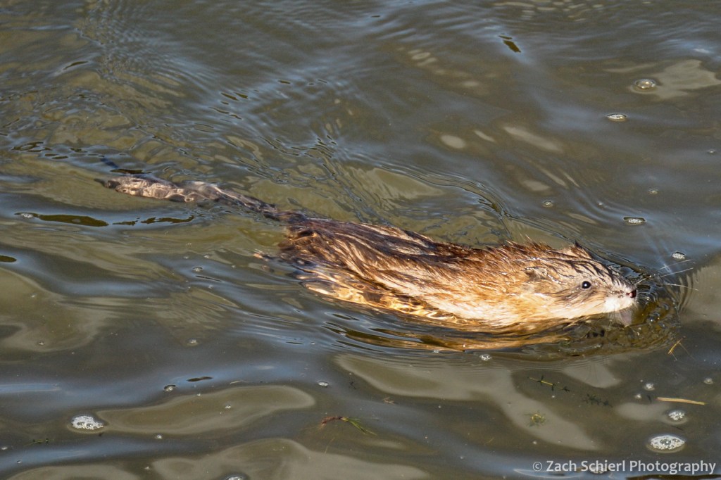 Muskrats in Lily Lake, Rocky Mountain National Park, Colorado