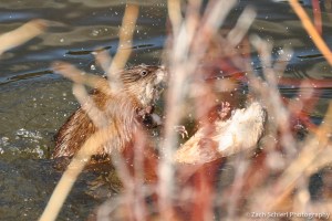 Muskrats in Lily Lake, Rocky Mountain National Park, Colorado