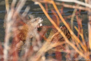 Muskrats in Lily Lake, Rocky Mountain National Park, Colorado