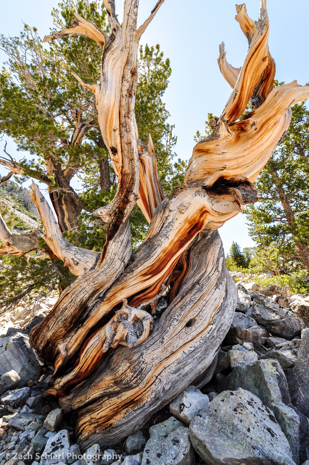 bristlecone pine, Great Basin National Park