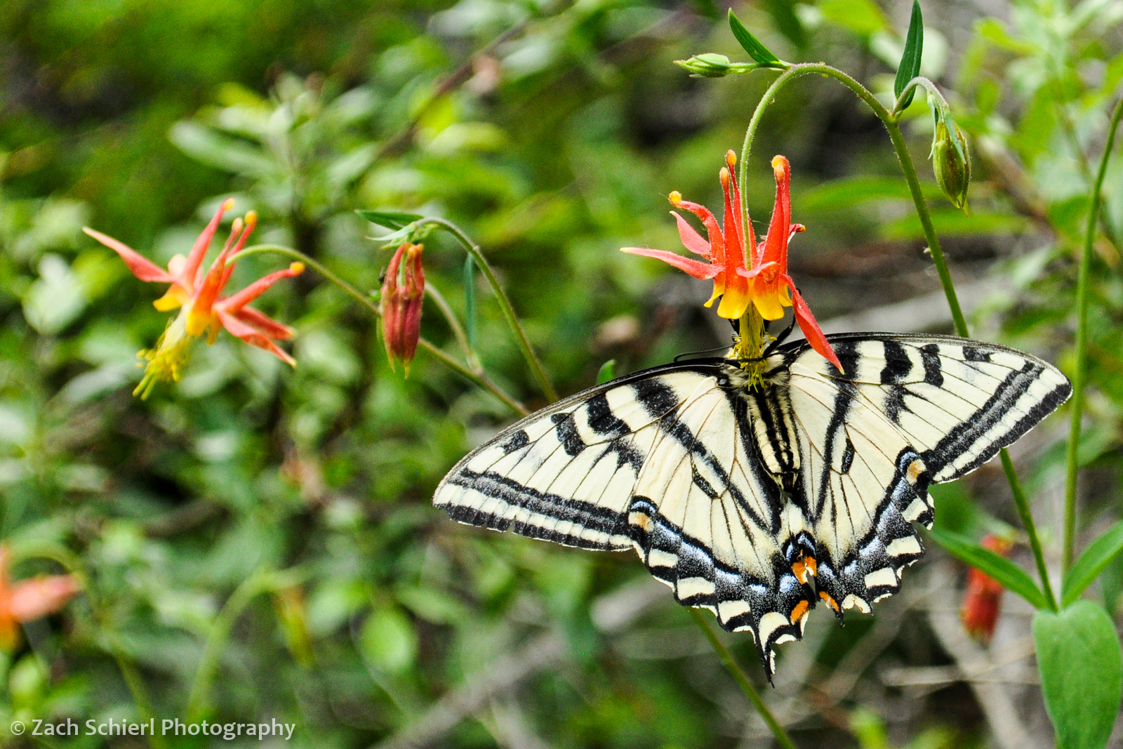 A Western Tiger Swallowtail pollinates and feeds from a crimson columbine