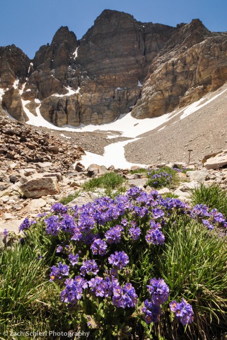 Sky pilot and Wheeler Peak