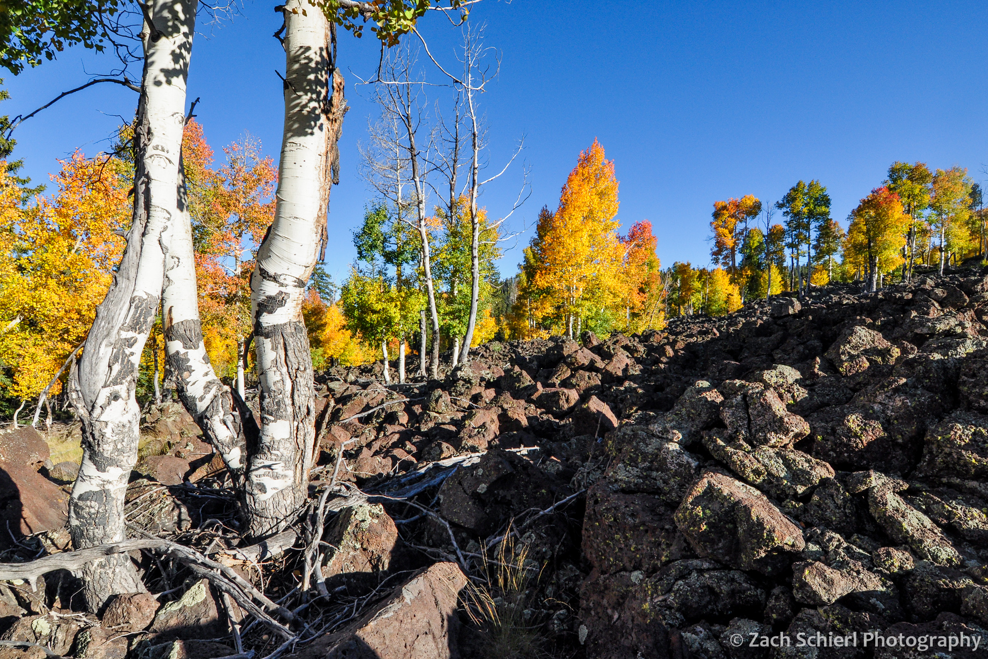 Colorful aspens in lava flow, Markagunt Plateau, UT