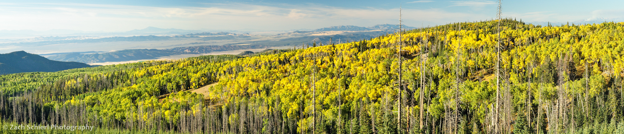 Ridge of golden aspens near Brian Head, UT