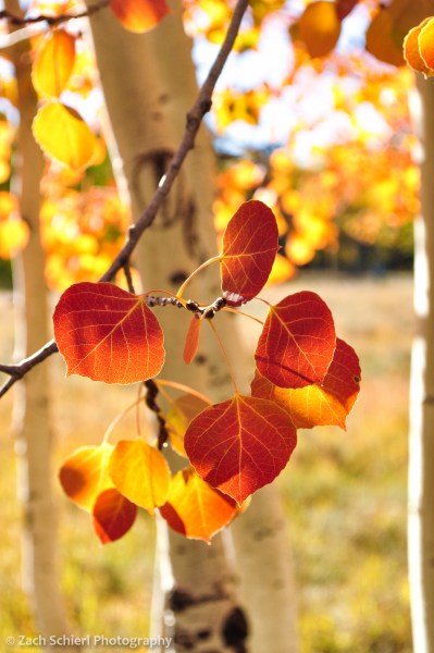 Red aspen leaves near Duck Creek, Utah