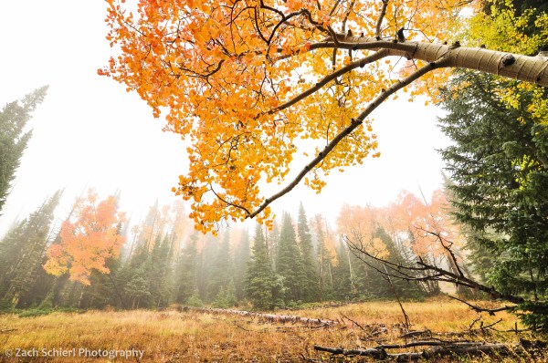 Colorful Aspens in the Fog, Markagunt Plateau, UT