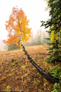 Aspens in fog, Markaguny Plateau, Utah