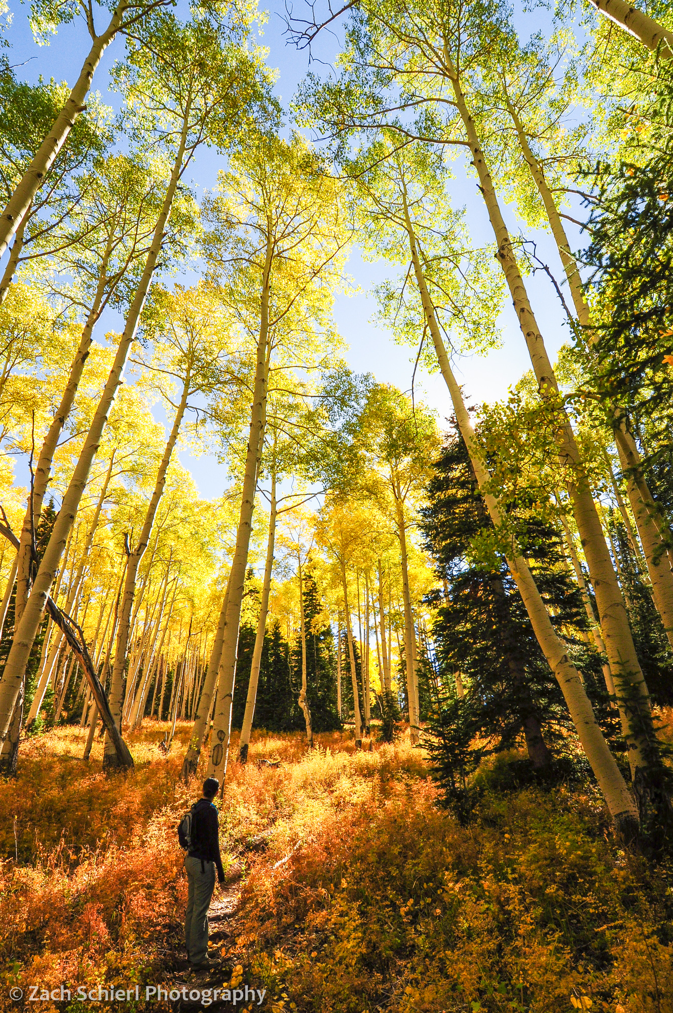 Golden aspens on the Rattlesnake Creek Trail, Utah