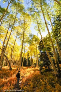 Golden aspens on the Rattlesnake Creek Trail, Utah