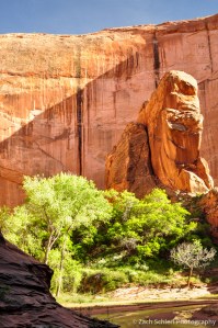 Rocks, trees, and desert varnish, Coyote Gulch, Utah