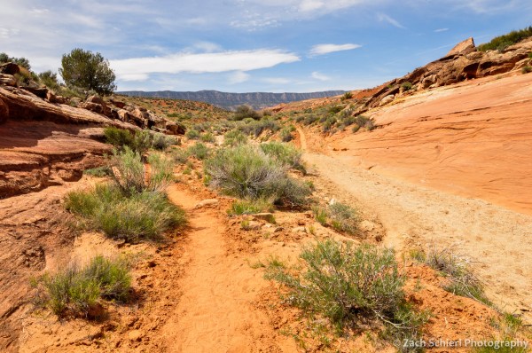 Trail through Hurricane Wash, Utah