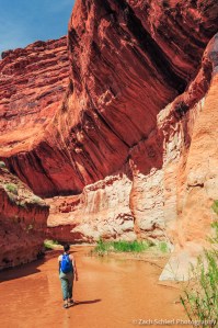 Lower Coyote Gulch, Utah