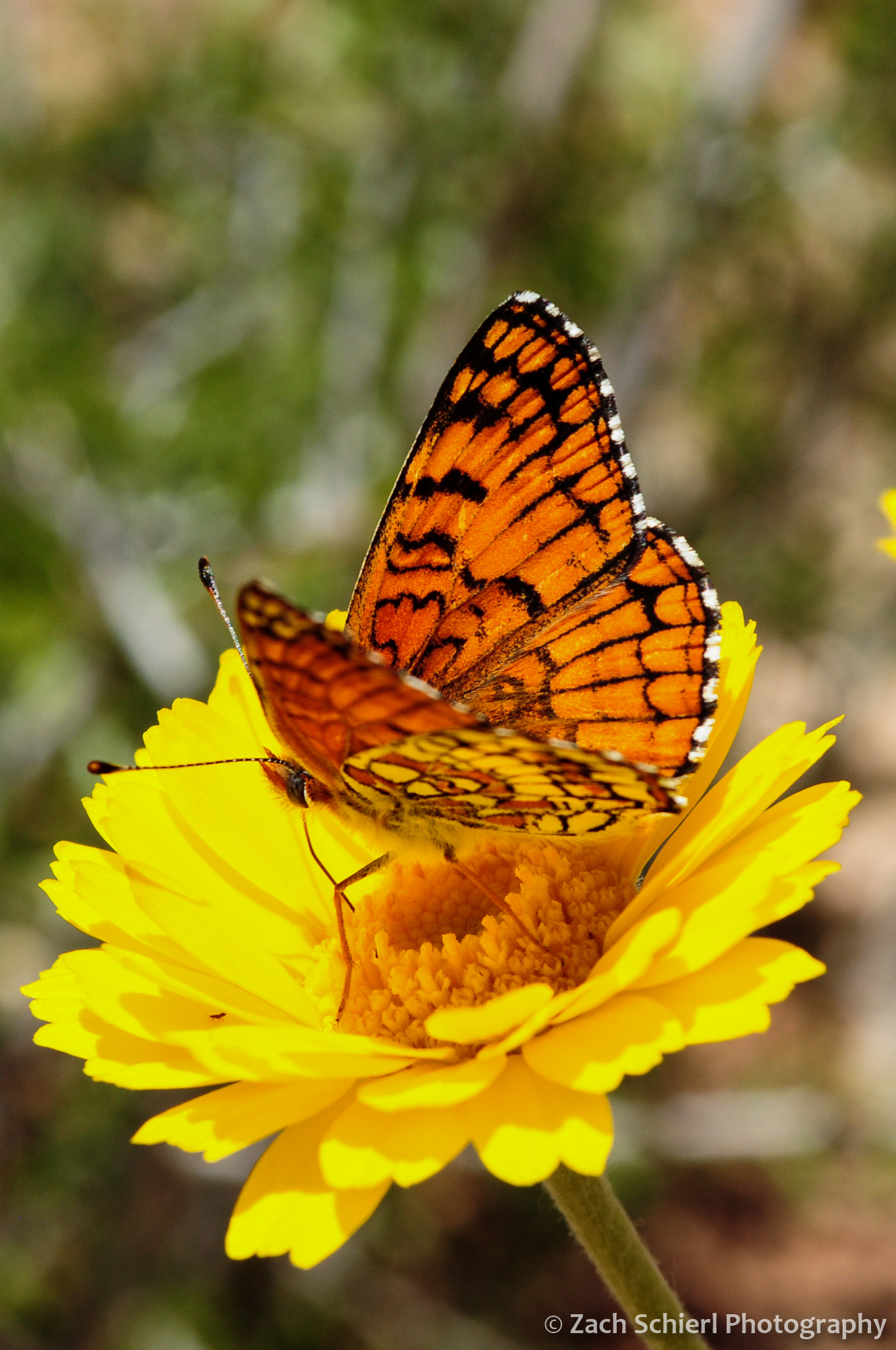 Butterfly on bright yellow Desert Marigold flower