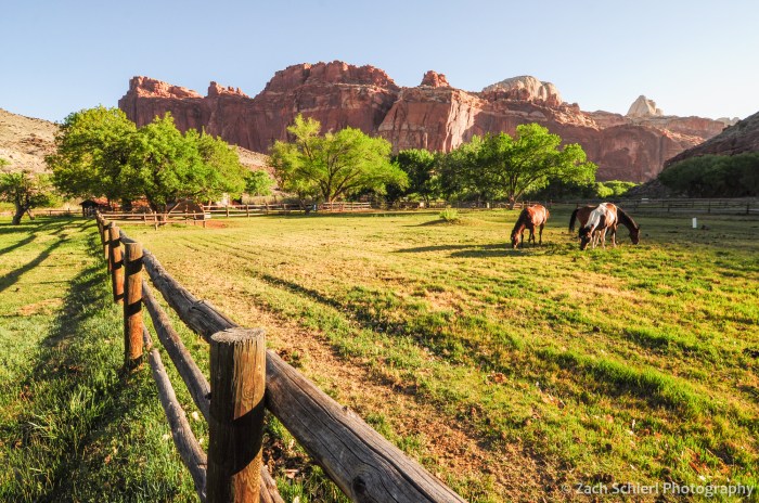 Early morning in the Fruita orchards and pastures