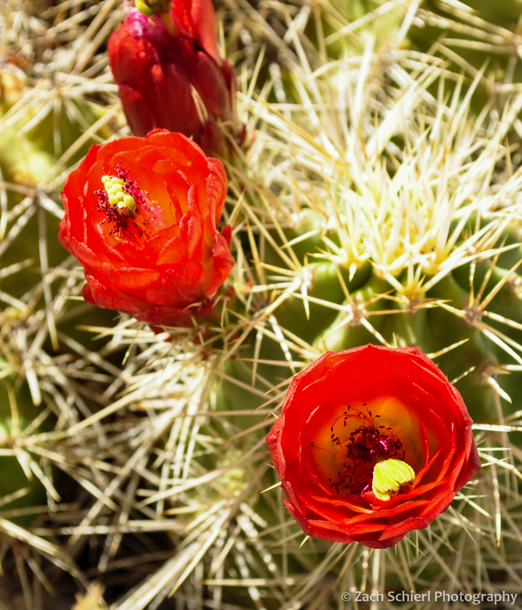 Bright red claret cup cactus flower