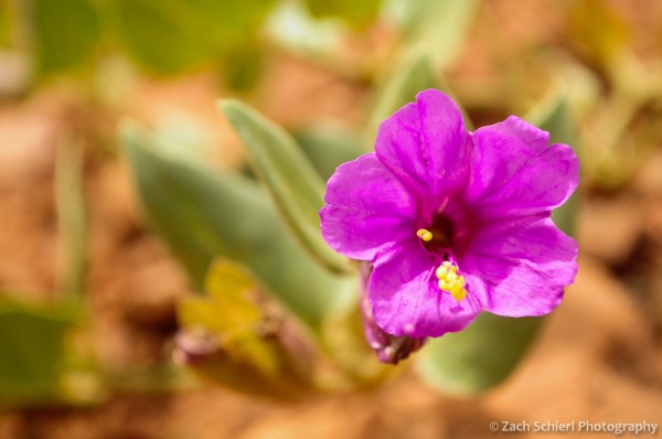 Bright purple Desert Four-O'Clock flower