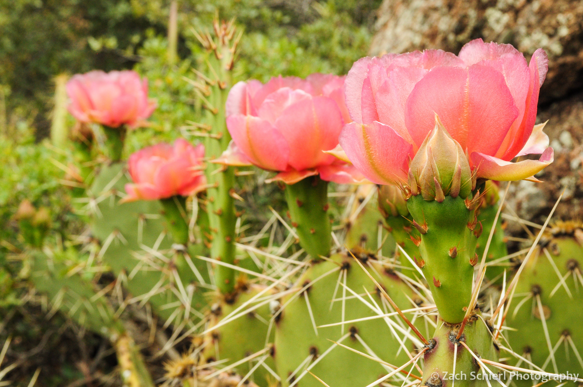 Pink flowers of the Desert Prickly Pear