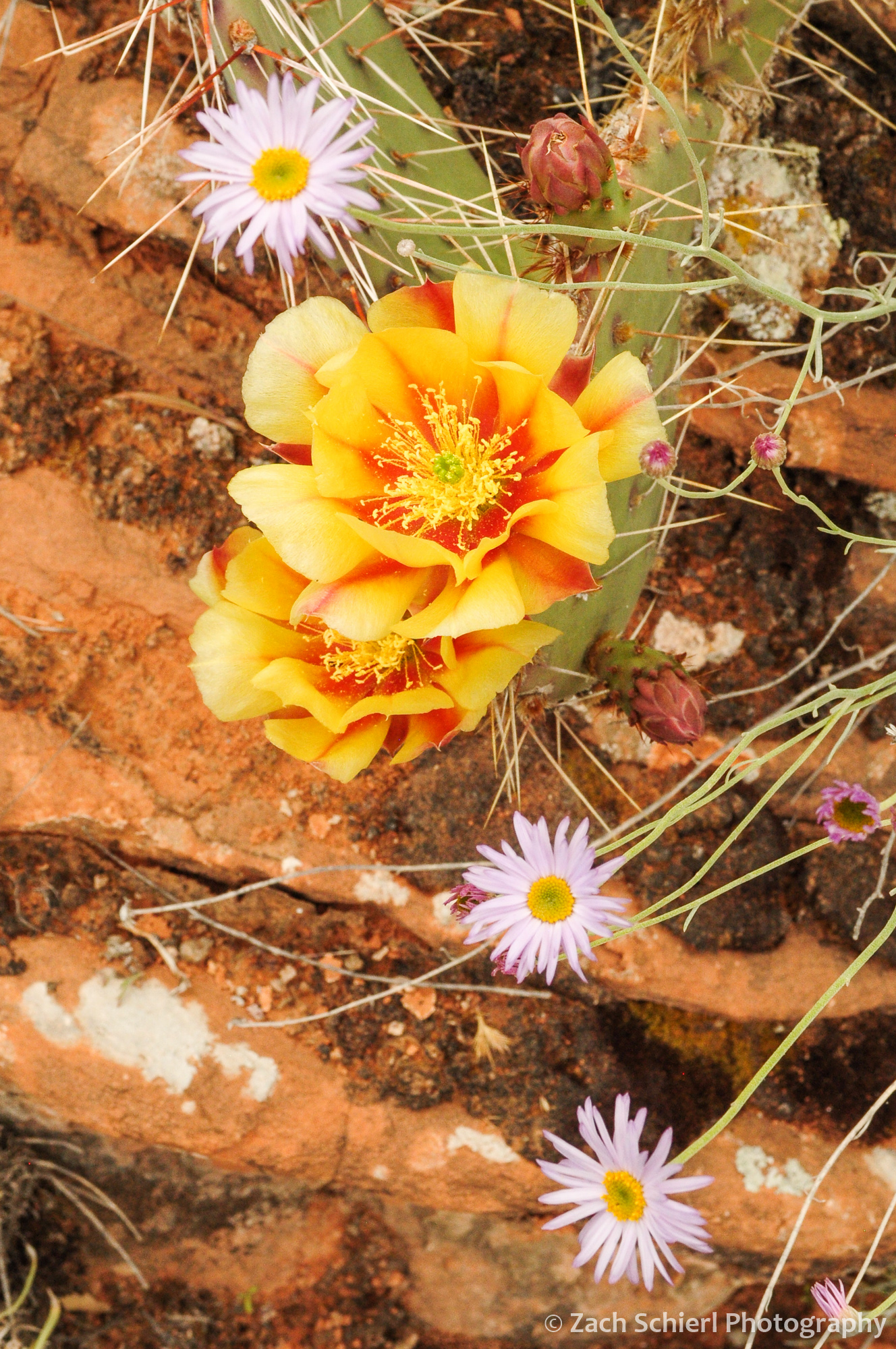 Multi-colored flowers of the Desert Prickly Pear