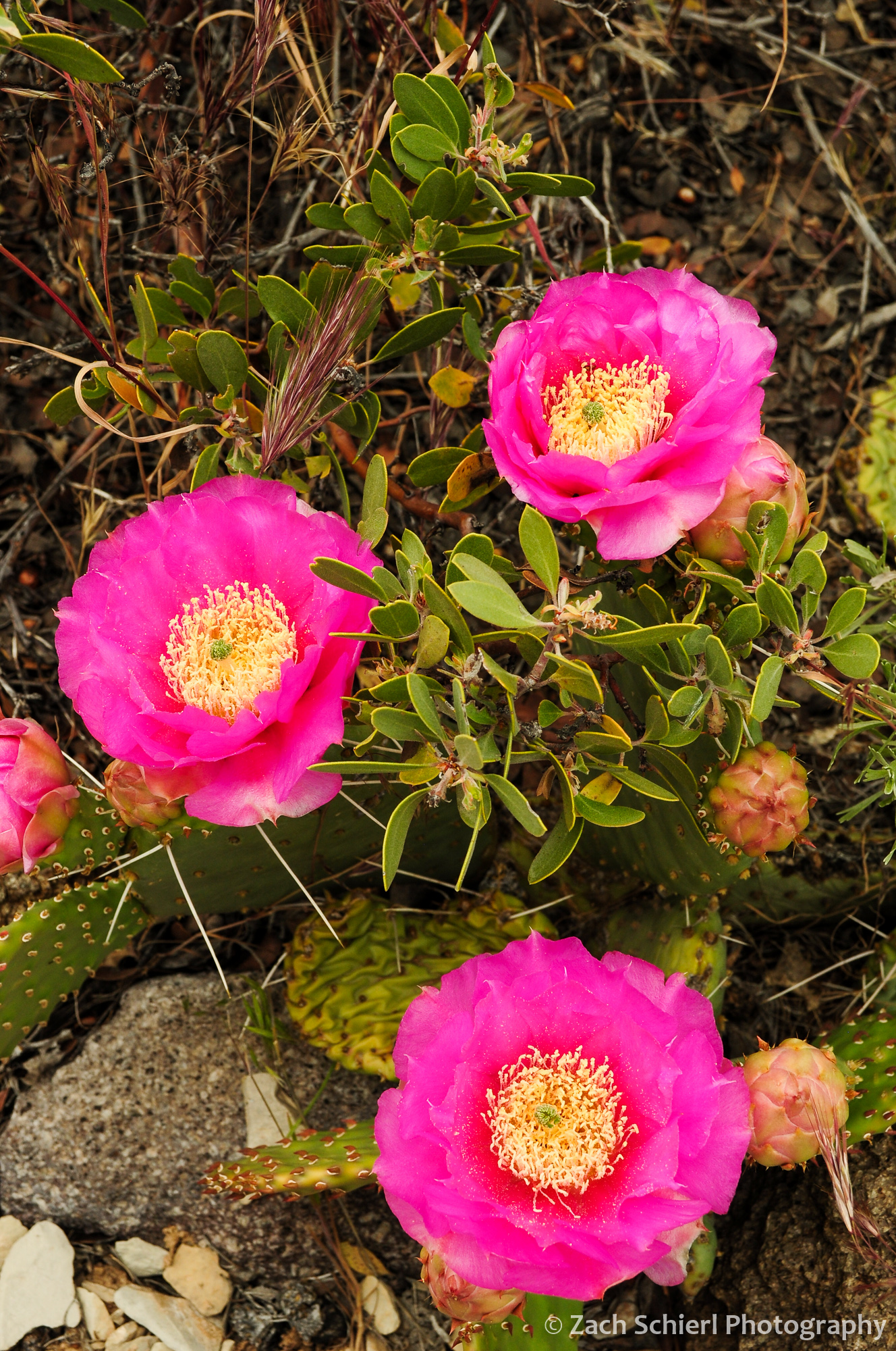 Vibrant pink Golden Prickly Peak flowers