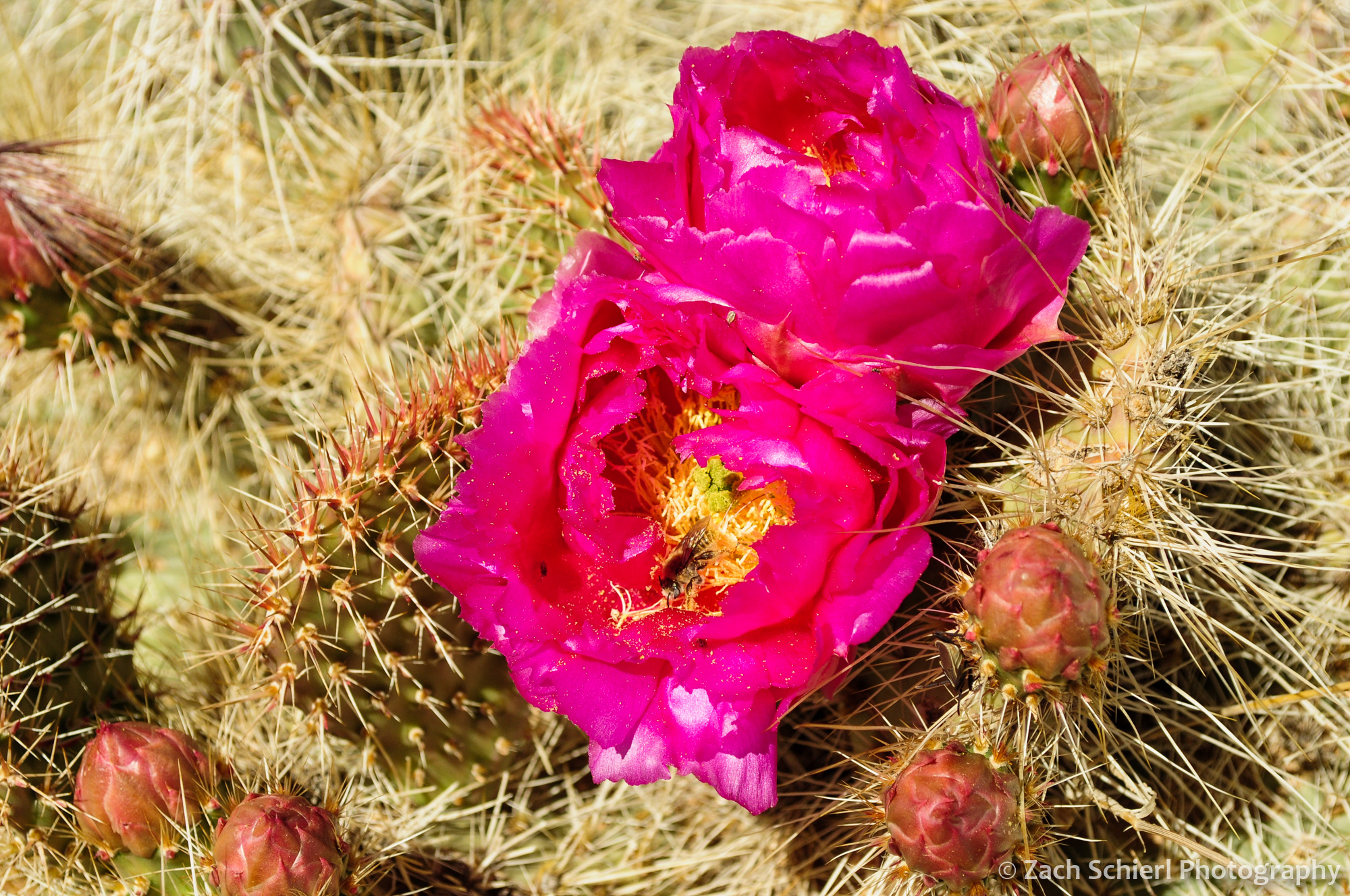 Pink prickly pear flowers