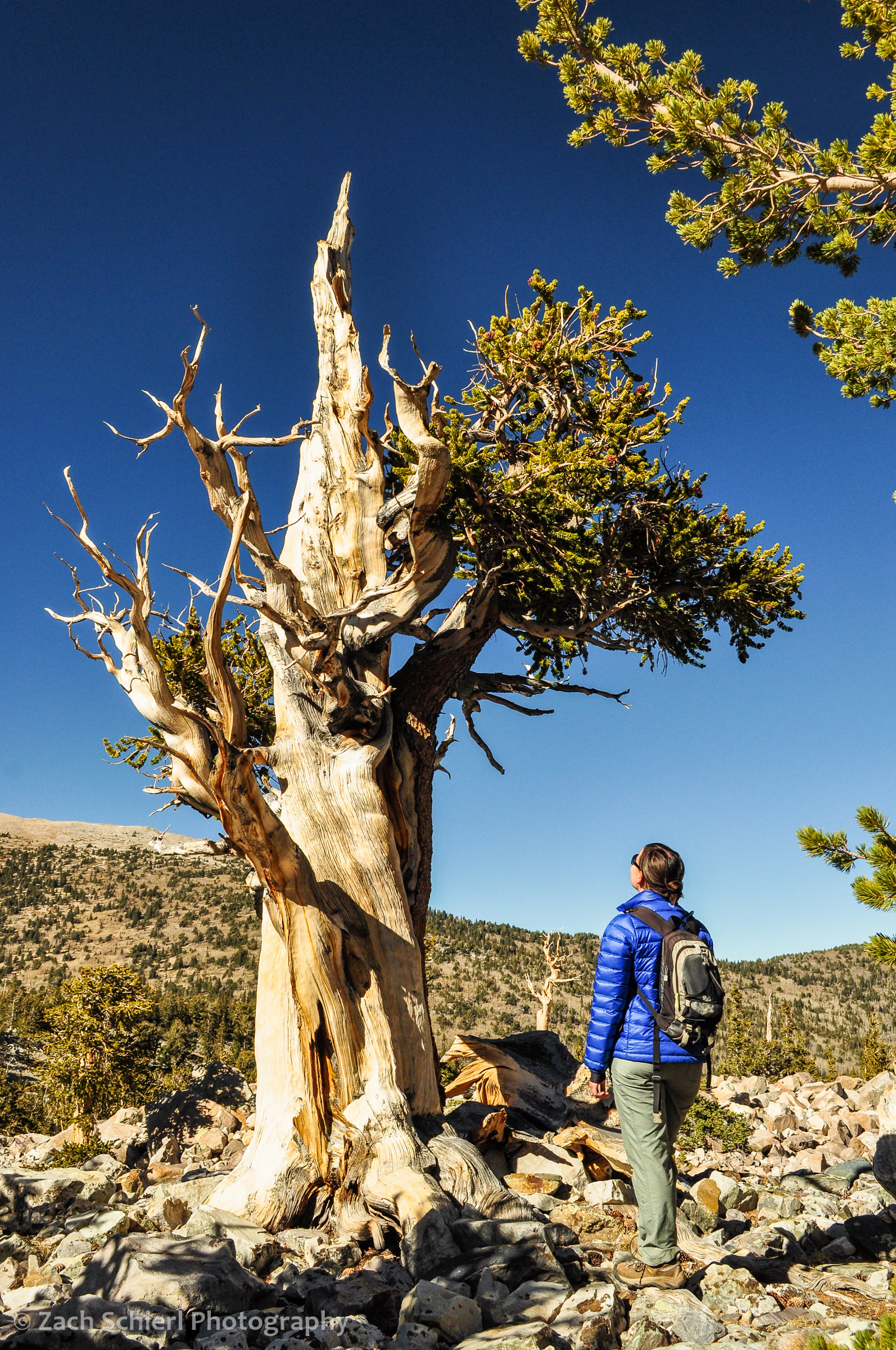 Scraggly bristlecone pine tree