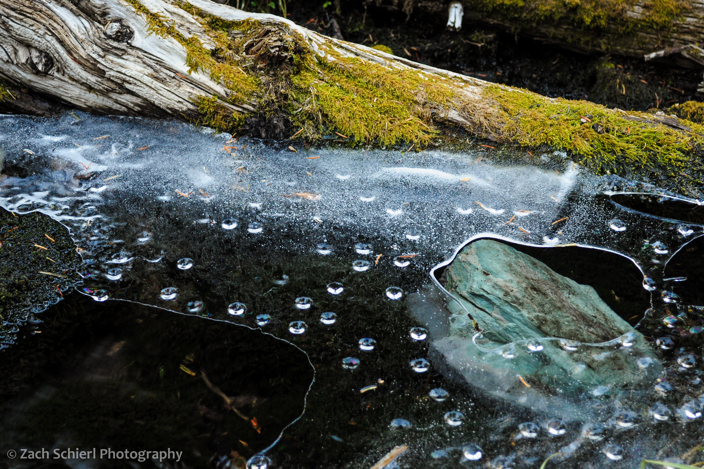 Ice and moss along a creek in Great Basin National Park
