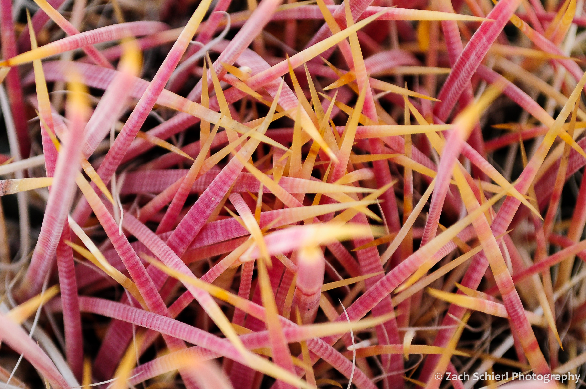 Bright pink and yellow cactus spines
