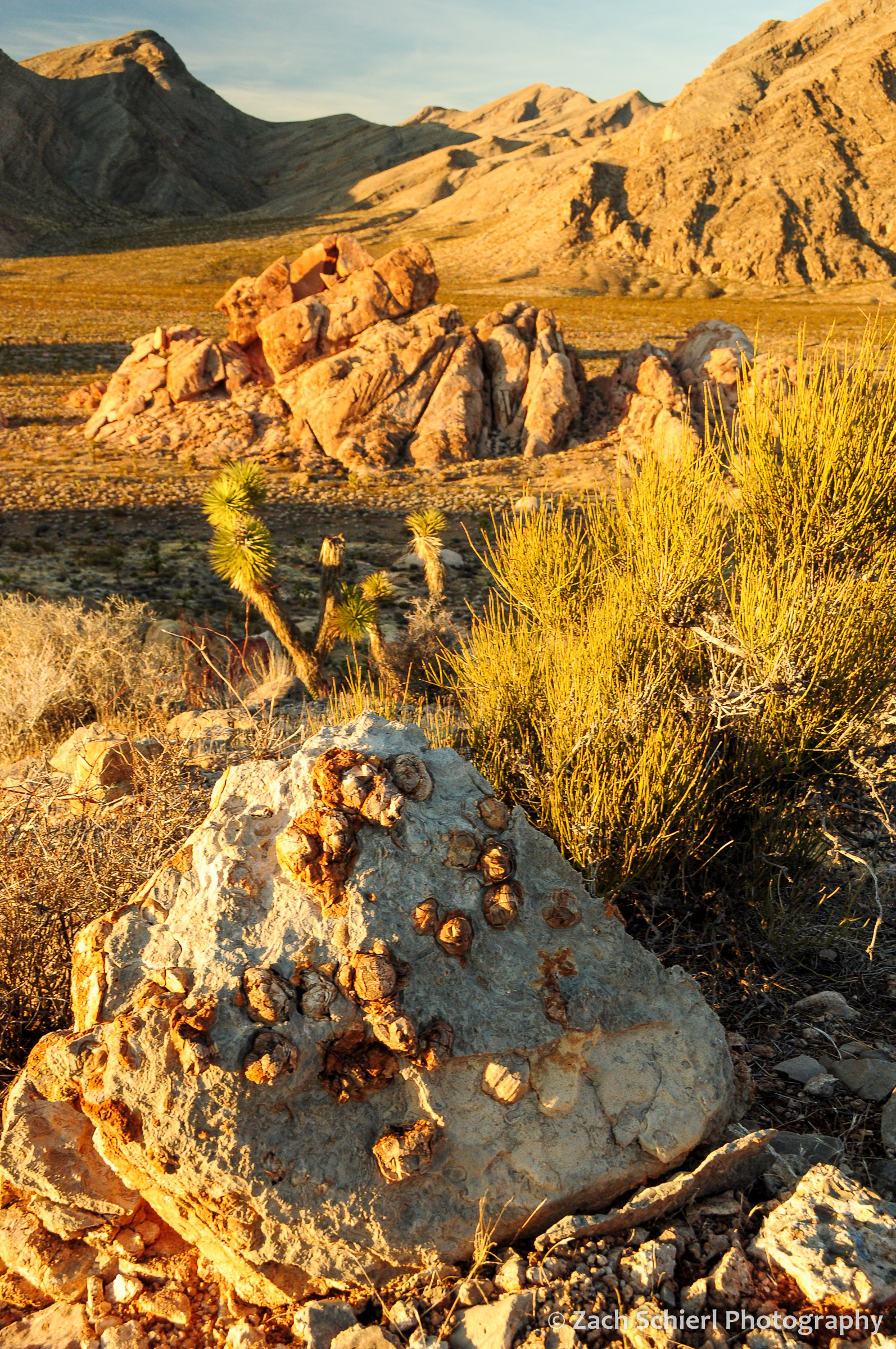 Fossil brachiopods in a limestone boulder with sunlit Joshua Trees in the background.