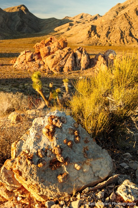 Fossil brachiopods in a limestone boulder with sunlit Joshua Trees in the background. 