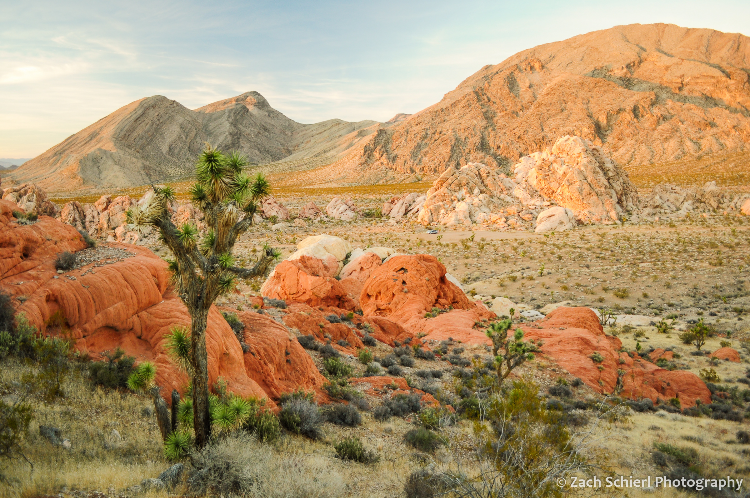 Joshua Trees and red sandstone rock formations