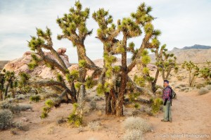 Large Joshua Tree with person for scale. 