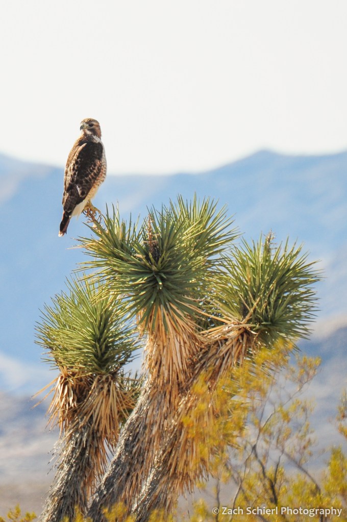 A raptor perches atop a Joshua Tree