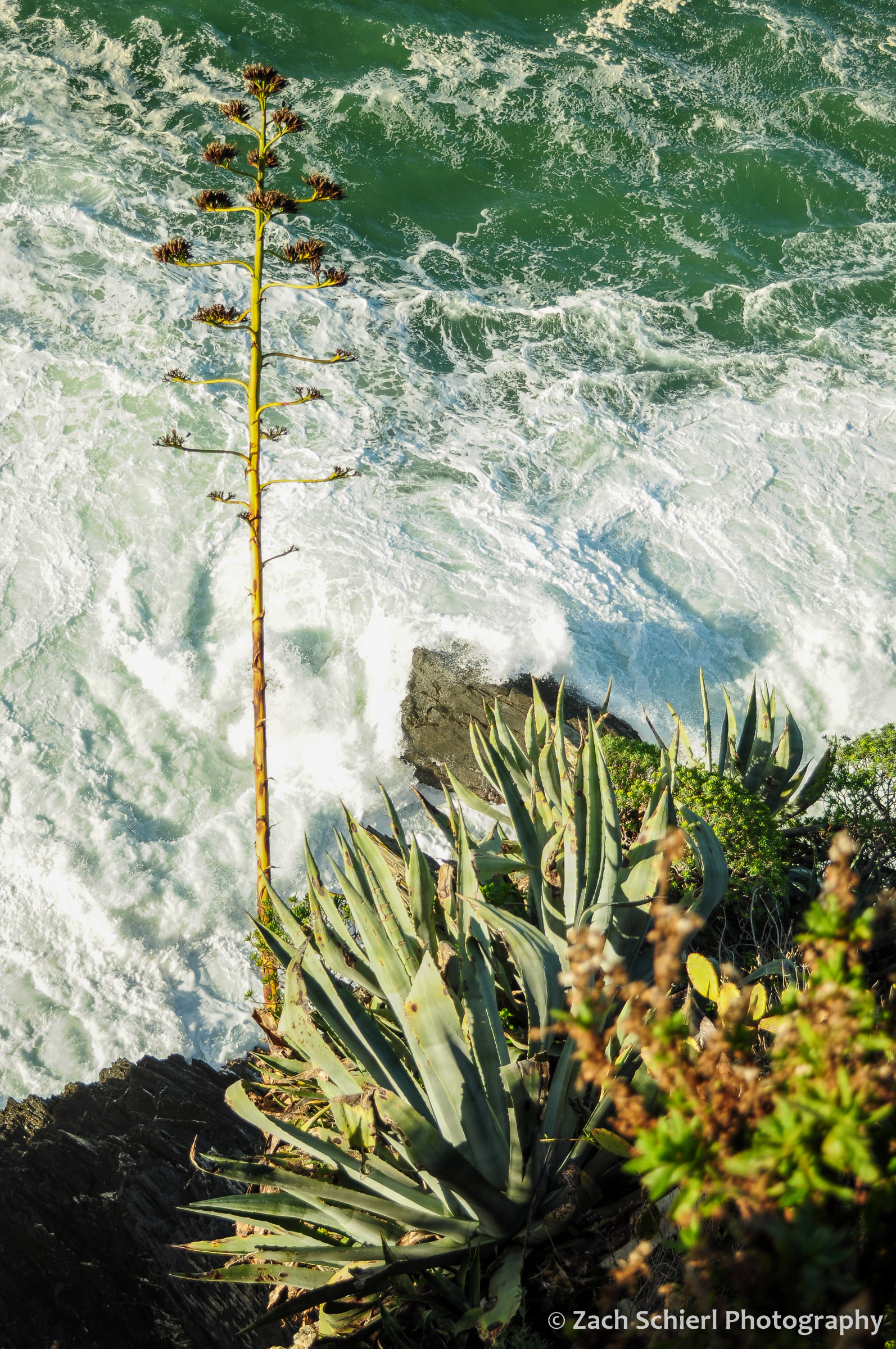 Agave and other plants cling to a rocky sea cliff