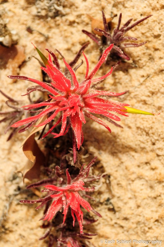 Bright red desert paintbrush plant.