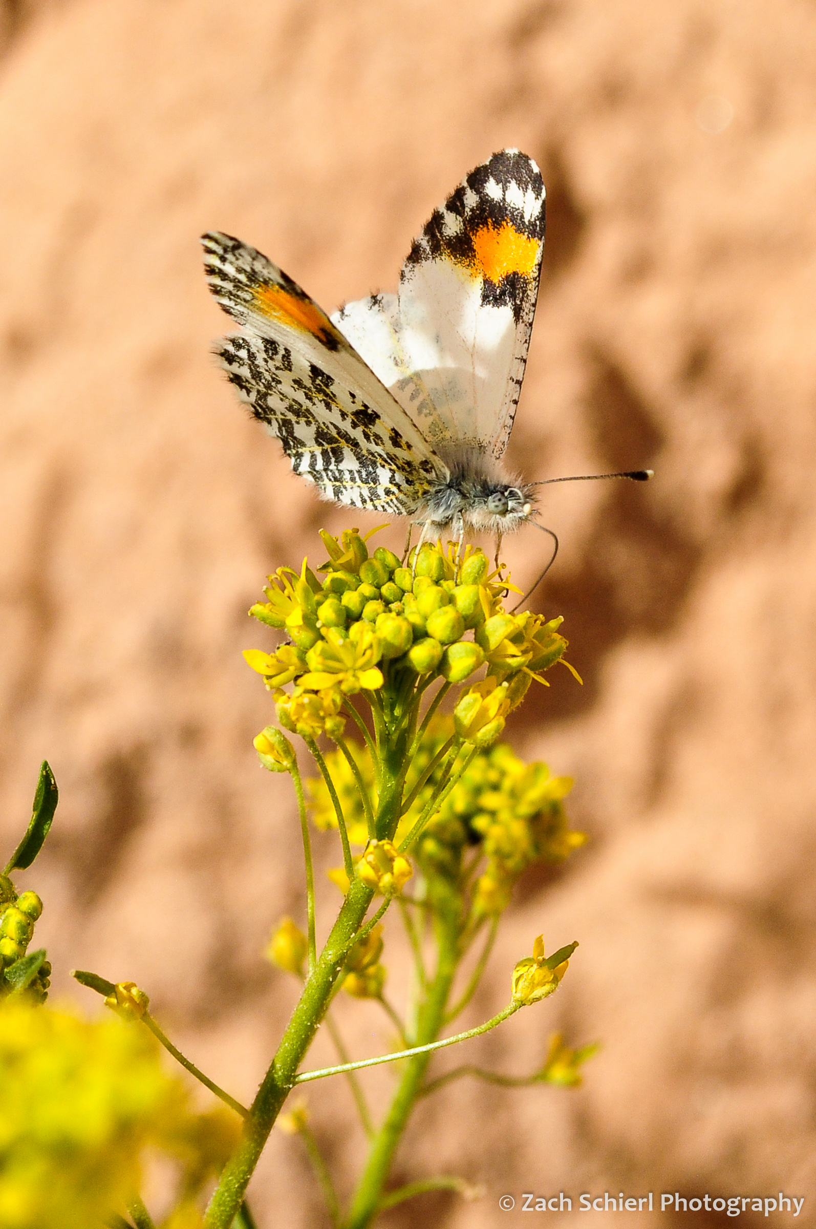 Orange and white spotted butterfly atop a yellow flower.