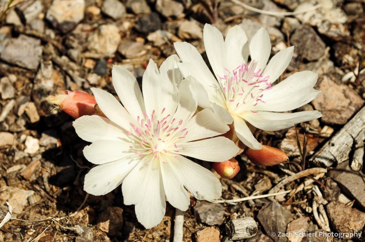 Two white flowers with many petals and pink stamens