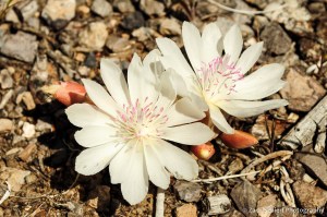 Two white flowers with many petals and pink stamens