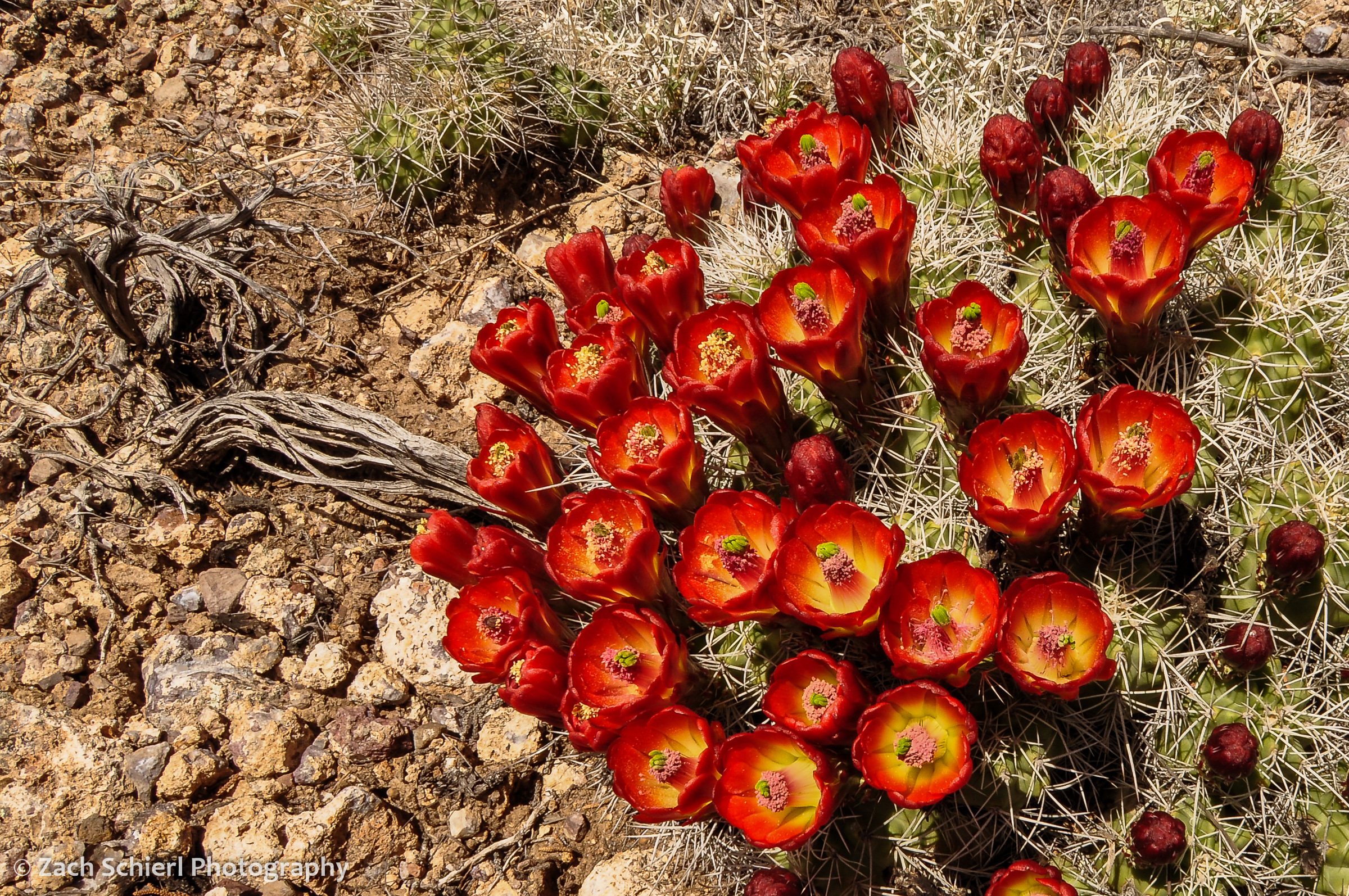 Bright red cactus flowers