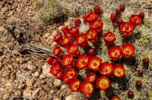 Bright red cactus flowers